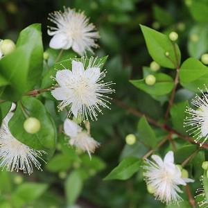 Myrtus Communis, Common Myrtle, Myrtle, white flowers, fragrant shrub, evergreen shrub, True Myrtle
